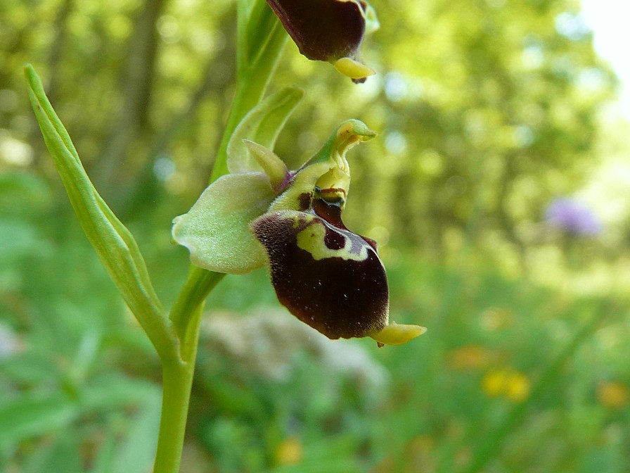 Variabilita'' di Ophrys holosericea (=O. fuciflora)....